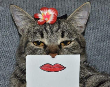 《貓的蒙太奇》只有嘴巴變化~表情也是一樣有戲（笑）