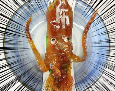 《蓋逼真魷魚羊羹》充血的眼球太嚇人啦www