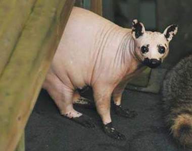 好可怕系列《動物掉毛了》未看先猜這隻是什麼（盯）