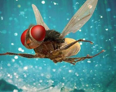 《殺蟲神器》鹽巴散彈槍進化版 可以順便替晚餐加料？