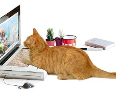 喵星人限定《貓咪用筆電》寶貝這一次隨你抓囉（奸）