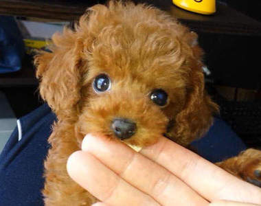 《毛小孩的握手》要握手不是握嘴啦XD