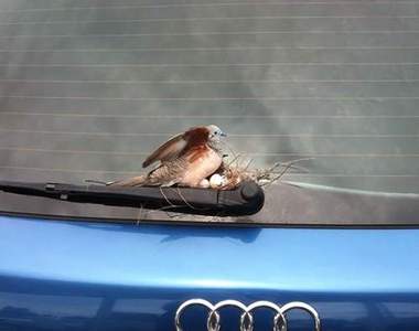 《意想不到的鳥窩處》其實街頭處處有驚奇･ ิω･ิ