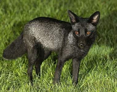 罕見《黑色狐狸》跑到人家後院來作客？