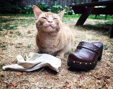 史上最萌小竊賊《Snorri Sturluson》主子愛亂叼東西貓奴只好來個失物招領