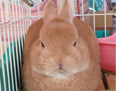 Twitter爆紅《變形萌兔》變方變圓都難不倒牠ww