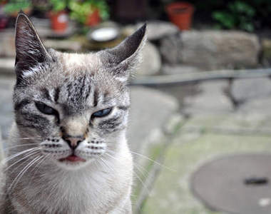 《貓的報復》區區人類也想跟貓大人作對？