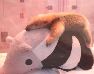 《小食蟻獸寶寶》超萌模樣公開　其實你才是絨毛娃娃吧♥