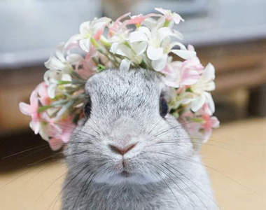 《萌兔戴花環》這是何等邪惡的生物 萌的我滿臉鼻血