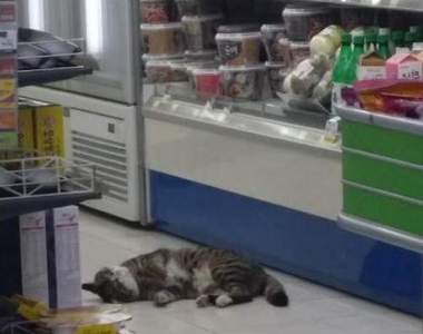 《便利商店的意外訪客》把我一起帶走吧喵