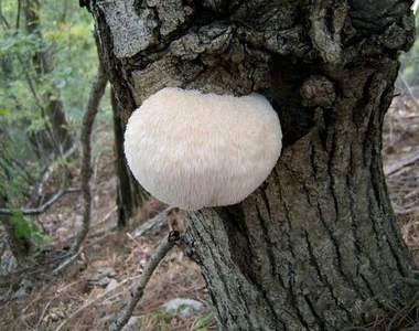 「兔子是從樹上長出來的」這種說法你相信嗎！？