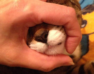 《貓咪謎樣行為》在貓咪面前用手指比一個OK之後會…?