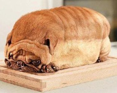 《看起來很好吃的動物》食物?動物?傻傻分不清楚啦~