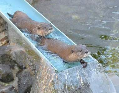 夏日風情《流水水獺》要不要玩滑水道全看牠們的心情♪