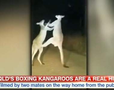 《澳洲日常》回家路上看到袋鼠在打架