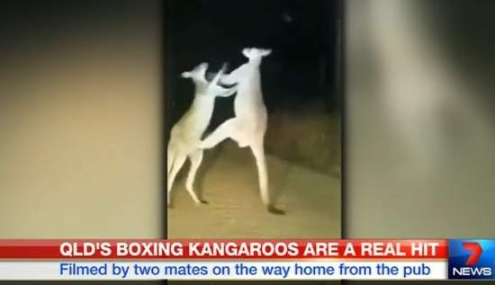 澳洲日常 回家路上看到袋鼠在打架