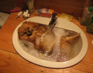 看著《貓貓狗狗們泡澡》是一件幸福的事情 