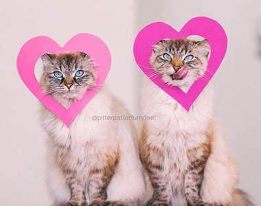 《貓咪雙胞胎》一毛一個樣 分不清楚誰是誰了啦～