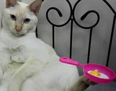 用腳做事的貓《Gaigai wuwu》馬來西亞的喵星人都這麼威嗎?