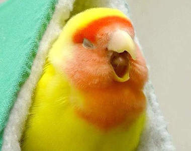 治癒系《鳥鳥打呵欠》看了都想跟著他們午睡一下 (⁰⊖⁰ )