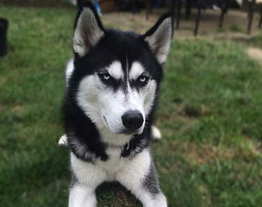 《怒瞪哈士奇Anuko》殺氣騰騰一切只因為發現主人耍他www