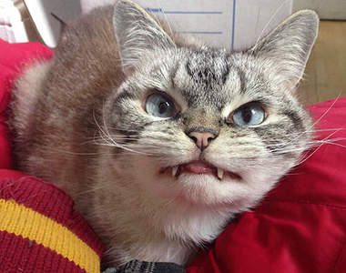 《吸血鬼貓Loki》這樣邪惡可愛的吸血鬼我願意♥