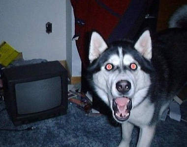 KUSO人生的一瞬之光之《困惑的可愛動物篇》