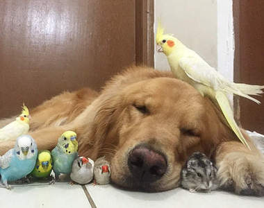 《動物家族》黃金獵犬跟鳥還有倉鼠都是好朋友