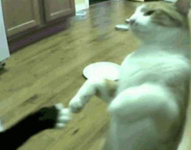 《貓咪的鐵拳》彷彿可以聽到＂啪＂的一聲