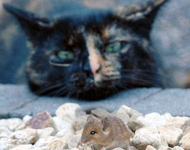 《超級有戲貓與鼠》到底是把對方當朋友還是存糧呢？