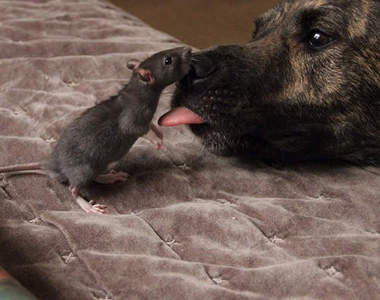 《狗狗與老鼠》跨越種族的毛茸茸友誼