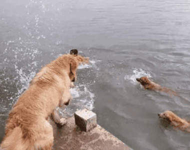 《游泳的黃金獵犬》各位觀眾～12隻黃金一起游～