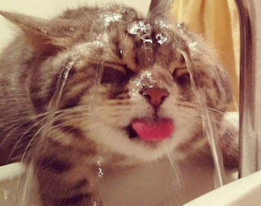 《不怕水的貓》其實貓咪也蠻愛洗澡的說？ΦωΦ