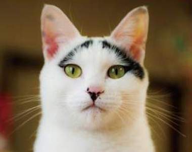 《真正的招財貓》有貓咪加持的樂透彩券比較容易中獎喔？