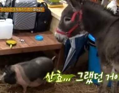 《把豬當做孩子的驢子》誰都不能靠近我孩子阿～凹哼