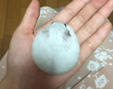 《倉鼠丸子》不要吃我～我是倉鼠不是食物(逃跑)