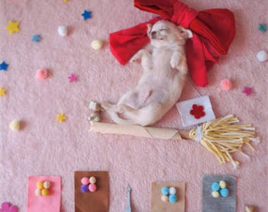 《寵物的睡姿藝術》要不吵醒毛小孩們也是一大挑戰啊～