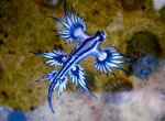 《大西洋海神海蛞蝓》美的像是電影中才會出現的生物 《大西洋海神海蛞蝓》美的像是電影中才會出現的生物