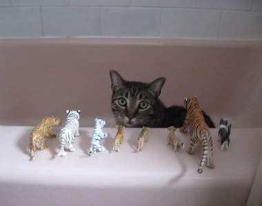 《貓的小組會議》你們躲起來偷偷討論什麼？（探頭）