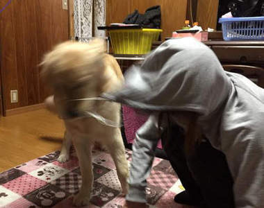 超展開《當狗狗遇上帽T》爸快來救我啊啊啊啊啊啊wwww