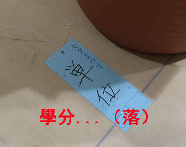 《爆笑七夕短冊》才剛掛上願望竟然就掉惹wwww(淚笑)