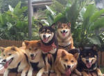 《柴犬的可愛日常》臉書用戶SHIBA INU ZERO用牠們的可愛記錄生活 《柴犬的可愛日常》臉書用戶SHIBA INU ZERO用牠們的可愛記錄生活