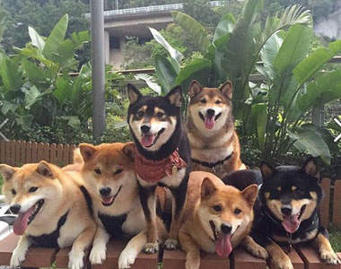 《柴犬的可愛日常》臉書用戶SHIBA INU ZERO用牠們的可愛記錄生活