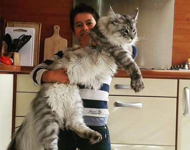 超巨大貓咪《緬因貓》用特輯圖讓你一窺肉肉貓魅力