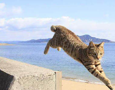 《飛天貓寫真集》肥肥肉球飛上天 真是太可愛啦～～