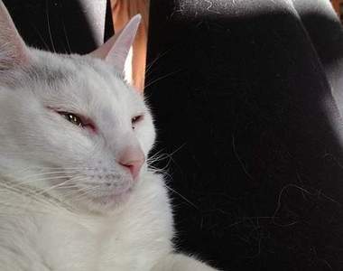 《生活宅偏方》原來清除衣服上的毛屑這麼簡單