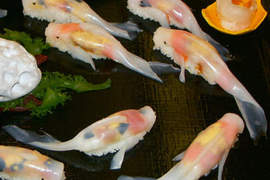 超逼真《鯉魚壽司》這麼"新鮮"的壽司根本捨不得入口啊~ 超逼真《鯉魚壽司》這麼"新鮮"的壽司根本捨不得入口啊~