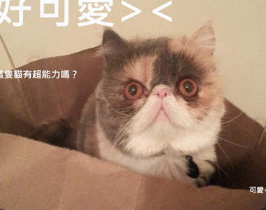 《超能力扁臉貓》Super Epic Cats拍攝的外掛貓影片超可愛