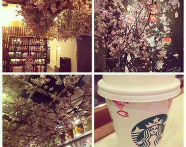地區限定《星巴克櫻花季》櫻花盛開的美景在星巴克店內就看得到