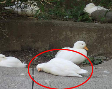 《動物園昏倒事件簿》什麼昏倒~人家只是睡著而已啦wwww